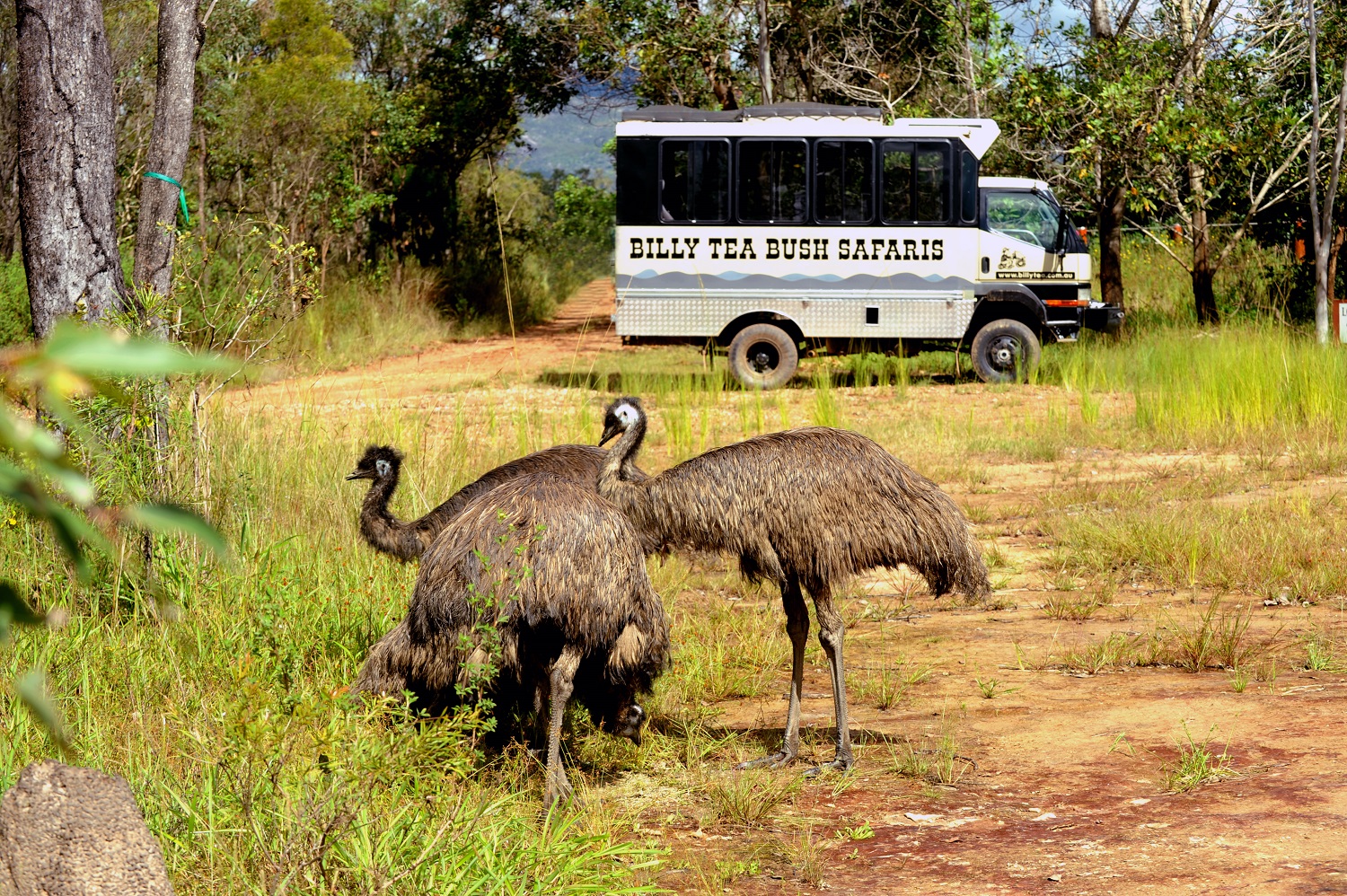 Billy Tea Safaris